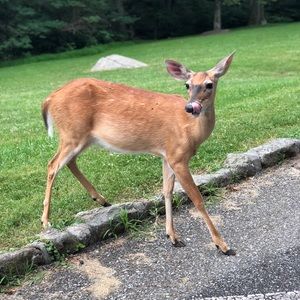 Meet your Posher, Carmen